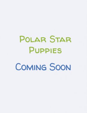 polar-star-puppies-new